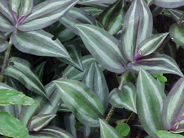 Wandering Jew